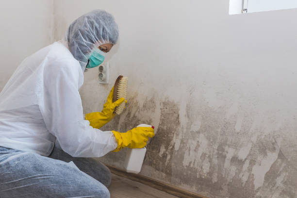 Mold Odor Removal Services in Twin Lakes, WI